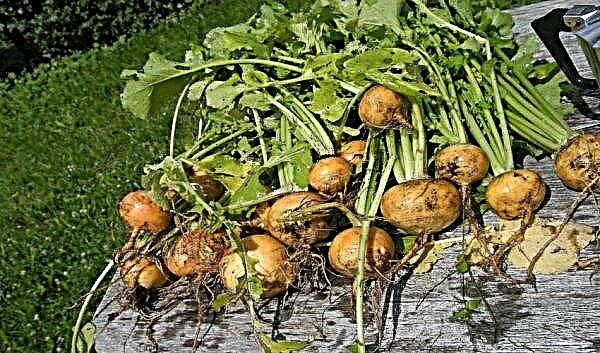 Turnip: features of cultivation and care in the open ground, photo
