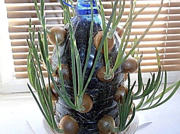 Onions in a plastic bottle: how to plant and grow onions in a bottle, care features, photos, videos