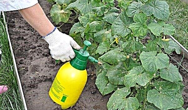 Fertiliser les concombres avec du potassium à la maison: types et caractéristiques d'utilisation pendant la fructification, moment de la fertilisation