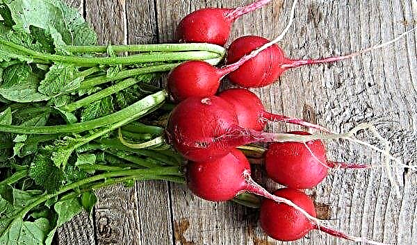 Calorie content of fresh radish per 100 g and chemical composition