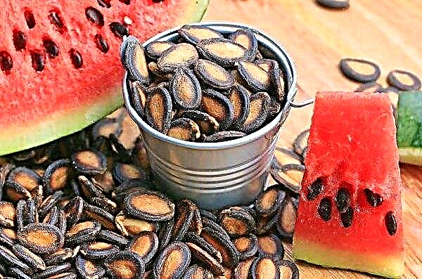 Watermelon seeds: benefits and harms to the body, nutritional value and nutritional use, storage, photo