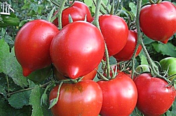 Tomato Yubileiny Tarasenko - lajikkeen kuvaus, viljely ja hoito