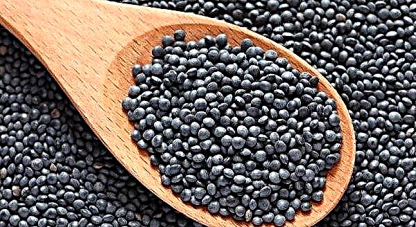 What is lentils: what it looks like, where it grows, taste, benefits, photos, description