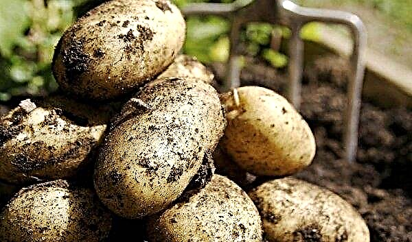Pommes de terre Adretta: description et caractéristiques de la variété avec photos, goût, culture et conservation