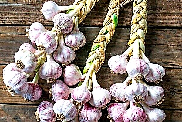 Is garlic a vegetable or not? Features, characteristics and description of the culture