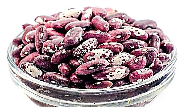 Is beans a protein or a carbohydrate? The composition of vitamins and calories