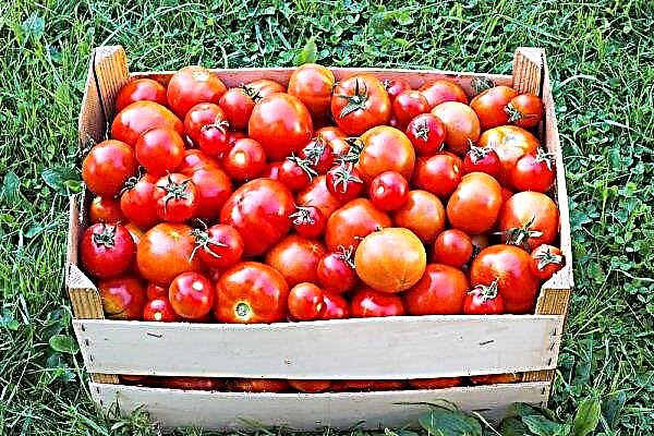 온실에서 좋은 토마토 작물을 얻는 방법 : 재배, 관리, 권장 사항의 특징
