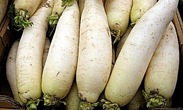 White radish: TOP-6 popular varieties, methods of cultivation and care features