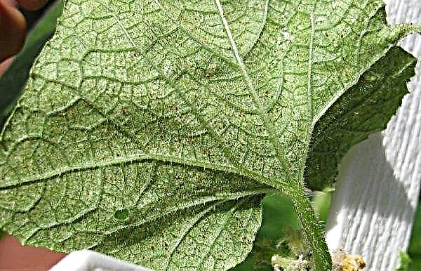 Cucumber varieties Tumi F1: features and characteristics, agricultural techniques of cultivation and care, photo