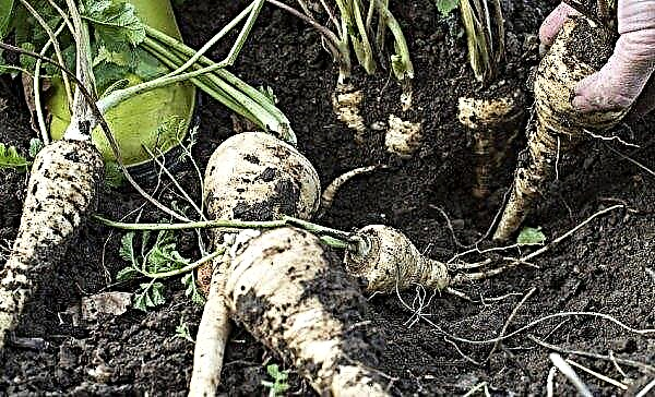White root - parsnip: taste and chemical characteristics, appearance, description, photo