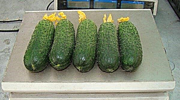 Kibria-komkommers - beschrijving van de variëteit met een foto, zorgregels, recensies