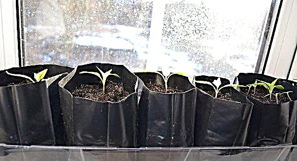 Growing pepper seedlings at home: features of sowing and care, photos, video