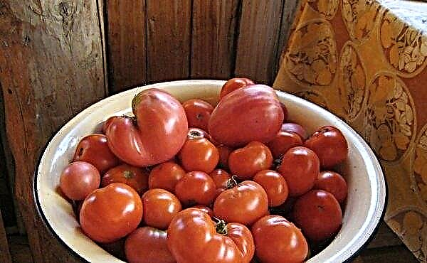 طماطم "يامال": خصائص ووصف الصنف ، الصورة ، المحصول ، الزراعة والرعاية