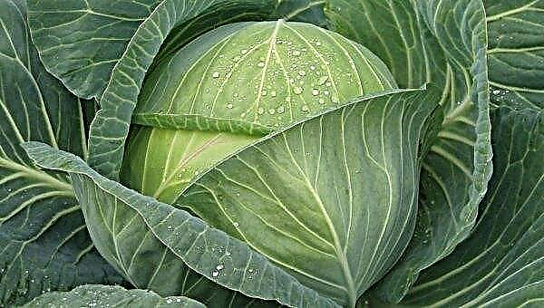 Lennox cabbage varieties: description and characteristics, features of cultivation and care, pros and cons, photos