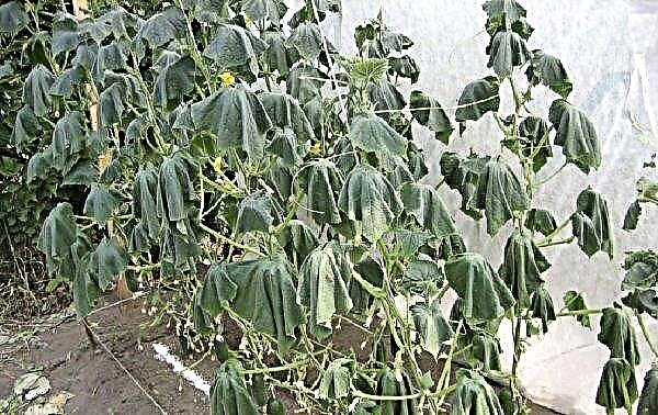 Fusarium cucumbers: causes and symptoms of the onset of the disease, methods of treatment and prevention