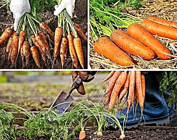 Pourquoi les carottes pourrissent dans la cave: causes de pourriture, durée de conservation, options de stockage