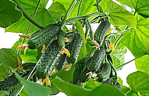 Cucumbers Siberian garland F1: variety description with photo, care, cultivation and formation