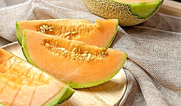 Melon pour le diabète: est-il possible de manger, les avantages et les inconvénients, les normes de consommation