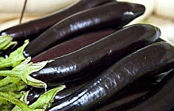 Eggplant Ilya Muromets: description and characteristics of the variety, photo