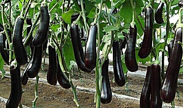 Eggplant King of the North f1: characteristics and description of the variety, photo, planting and care
