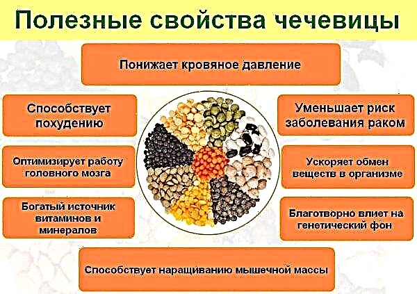 Types of lentils with photos and descriptions: differences between yellow and orange, photo