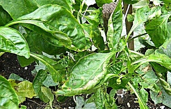 Cultivar pimiento en el balcón: cómo cultivar, las mejores variedades, fotos