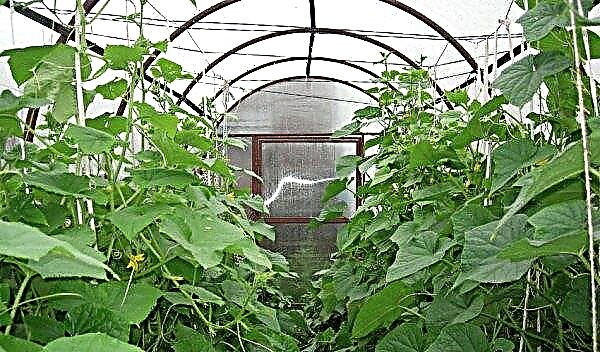 Growing cucumbers in a greenhouse in winter: from seed to fruit