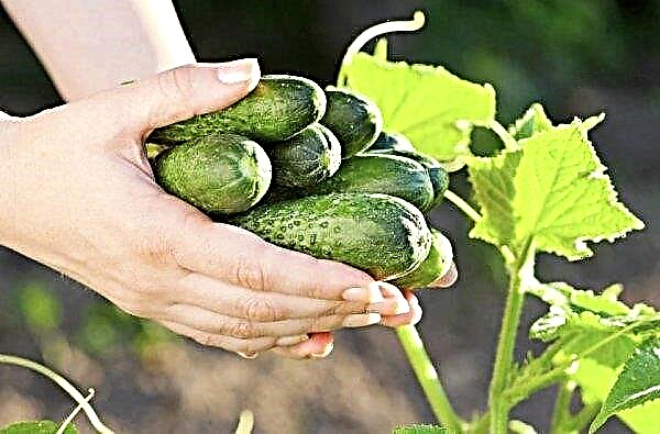 Cucumber "Real Colonel": description of the variety, features of cultivation and care, photo