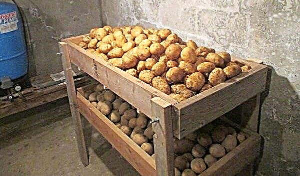 Kas kartuleid on võimalik külmkapis hoida: plussid ja miinused, ladustamisviisid toores ja keedetud kujul