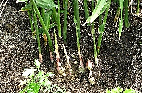 Проклијали ђумбир: како садити и расти код куће, како сами клијати