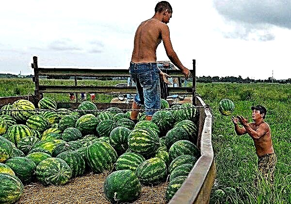 Watermeloen Astrakhan: beschrijving en kenmerken van de variëteit, teelt en verzorging, kenmerken van het fruit, foto