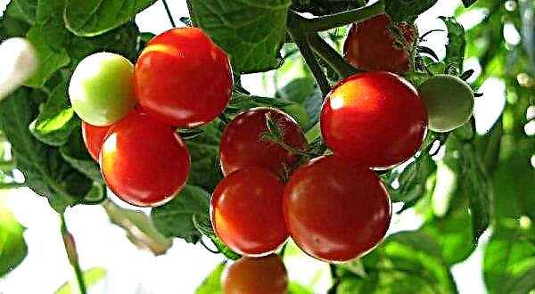 Phép lạ ban công cà chua: mô tả và đặc điểm của giống, cách trồng và chăm sóc, ảnh