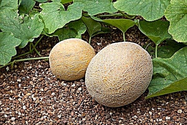 Diseases and pests of melons: types, methods of treatment, methods of control, photo