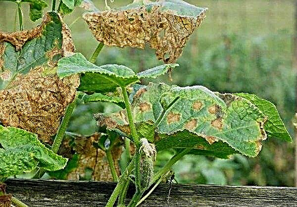 Taches brunes sur les feuilles des concombres: qu'est-ce que c'est et comment combattre et traiter avec des médicaments et des remèdes populaires, photo