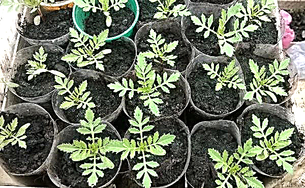 12 crops that must be planted in March for seedlings