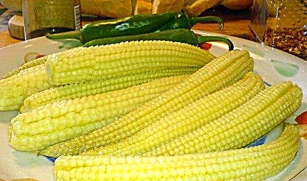 How to close corn on the cob for the winter: a canning recipe at home