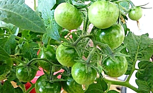 Tomato "Pinocchio": characteristics and description of the variety, photo, yield, cultivation and care