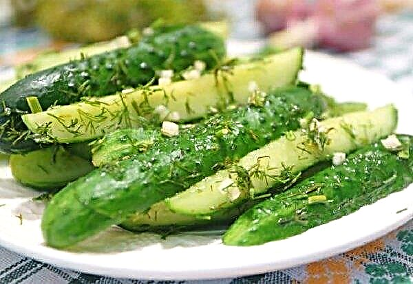 The most delicious recipes for pickled cucumbers in oil