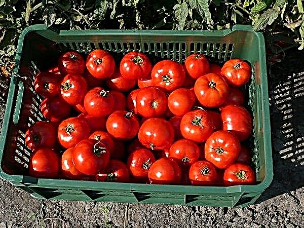 طماطم "Bobcat f1": خصائص ووصف الصنف ، الصورة ، المحصول ، الزراعة