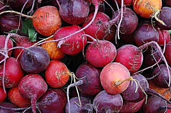 Beet diseases in the open ground: photo, description and treatment, measures to combat them