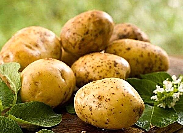 זני תפוחי האדמה פלוקס: תיאור ומאפיינים, הבדל מזנים אחרים, גידול וטיפול, תמונה