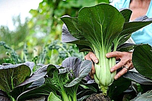 Pak-cho λάχανο: περιγραφή και χαρακτηριστικά, καλλιέργεια και φροντίδα, φωτογραφία
