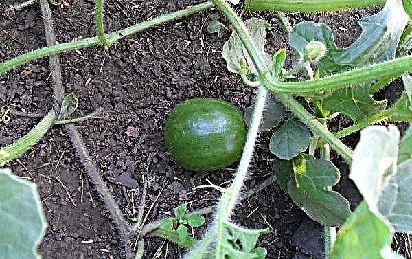 Kako luknuti lubenice u otvorenom tlu: koje sorte trebate prstopati kada provesti postupak, formirajući grm, ostavljajući, video