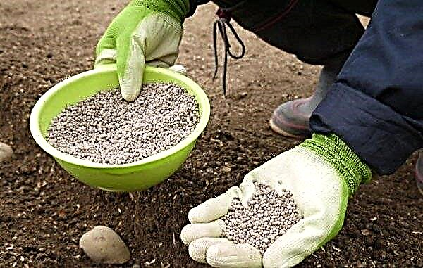 Hnojivá pre zemiaky počas výsadby: ktoré je lepšie zvoliť a ako správne hnojiť, načasovanie a aplikačné dávky