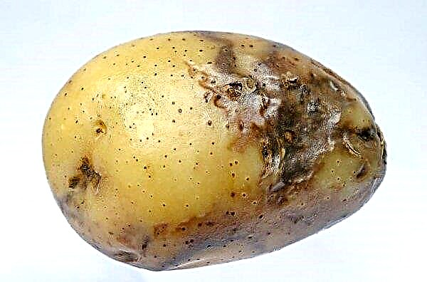 Potato Gelli: descripción de la variedad y características con fotos, sabor, cultivo y características de cuidado.