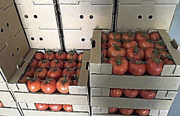 Tomato Major F1: descriere și caracteristici ale soiului, cultivare, randament, fotografie
