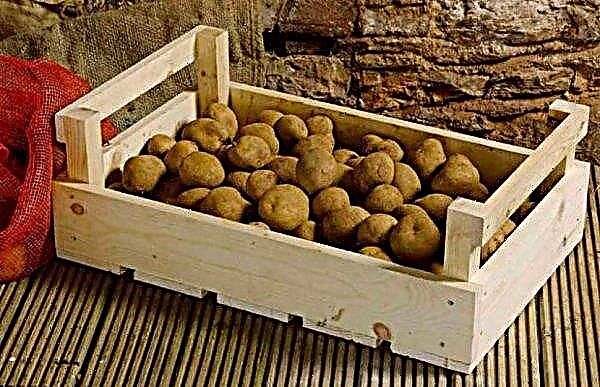 Potato Gulliver: features of the characteristics of the variety, pros and cons, agricultural technology of planting and care, photo