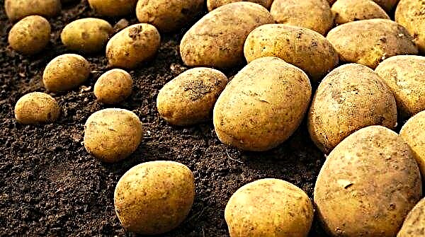 Potato Irbitsky: description, characteristics and taste of the variety, features of growing, photo