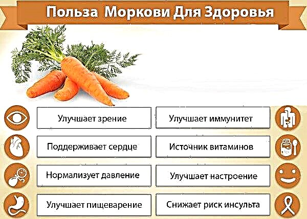 Tutto sulle carote: proprietà utili e dannose, descrizione, semina e cura