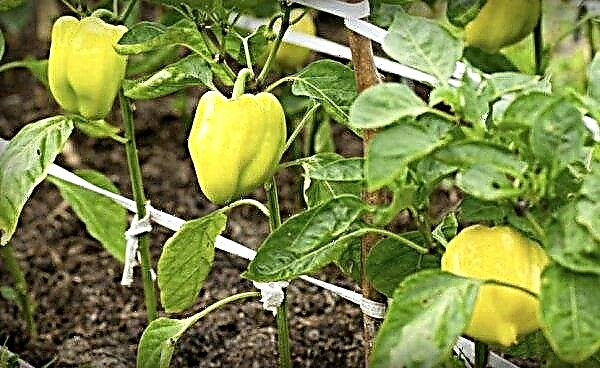 Aivengo pepper: characteristics and description of the variety, photo, yield, cultivation and care